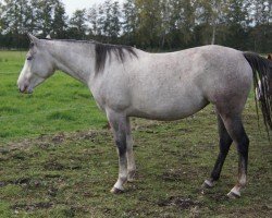 horse NW Beautiful Jazzgun (Paint Horse, 2019)