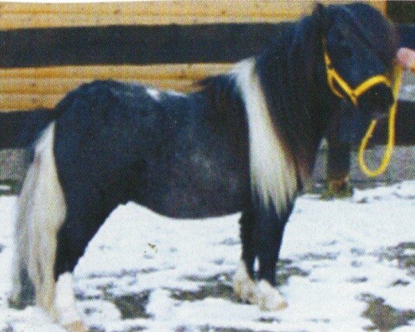 horse Sjonnie van de Kappersweg (Shetland pony (under 87 cm), 2002, from Fairy Cocktail)