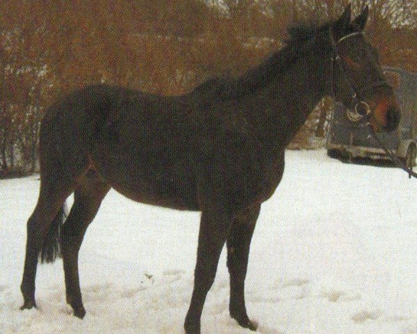 horse Magnum (Trakehner, 2000, from Holunder)