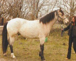 Pferd Stöbens Amy (Connemara-Pony, 2003, von Frederiksminde Hazy Move On)
