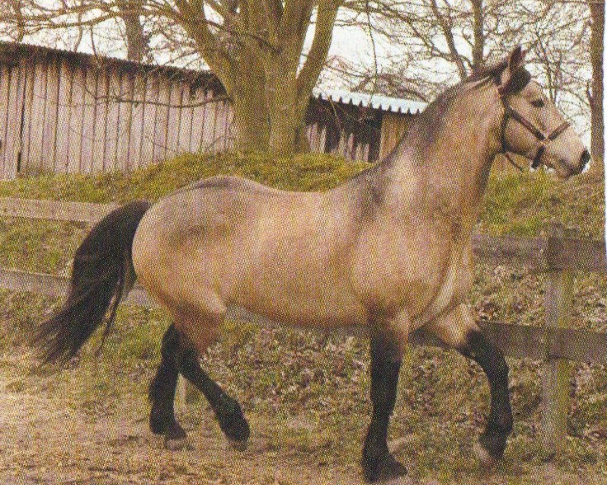 horse St. Gentle Gregory (Connemara Pony, 1999, from Carna Gold)