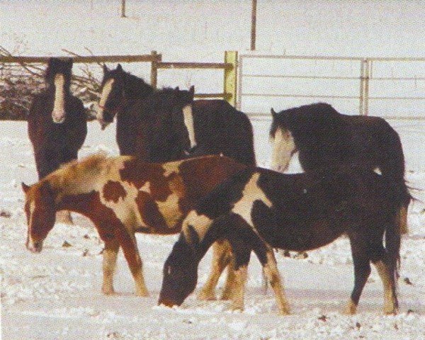 horse Mausi (Pinto with riding horses pedigree, 1993, from Laredo)