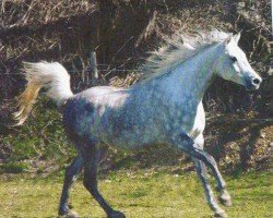 Pferd Farasha (Araber, 1995, von Nahaman ox)