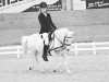 dressage horse Knut (German Riding Pony, 2010)