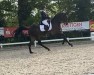 dressage horse Royal Diamond (Hanoverian, 2012, from Royal Classic I)