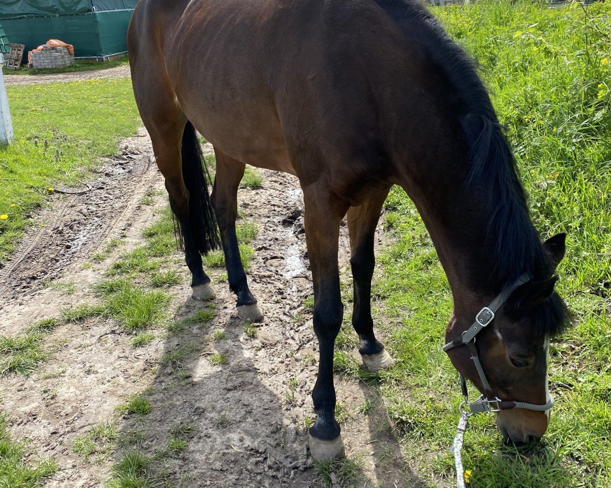 Pferd Wyomie Campari (Hannoveraner, 2003, von Weltbogen)