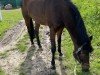 Pferd Wyomie Campari (Hannoveraner, 2003, von Weltbogen)