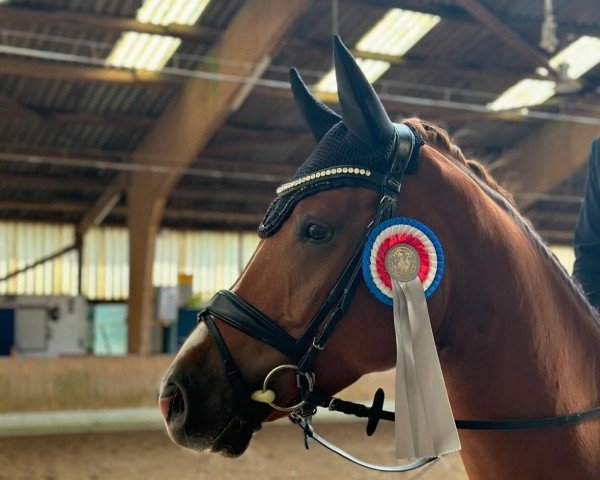 dressage horse Belle Fleur 63 (Hanoverian, 2019, from Bretton Woods)