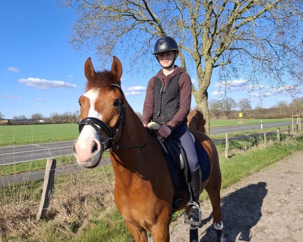 dressage horse Rocka Billy G (German Riding Pony, 2017, from Bünteeichen Ricardo)