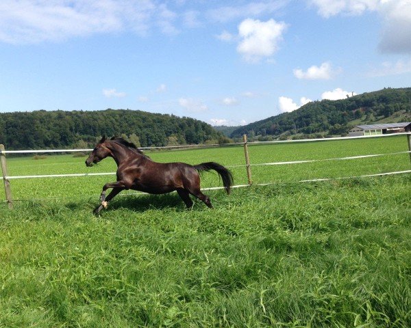 horse Piccolina Flori (German Riding Pony, 2011, from FS Pearcy Pearson)