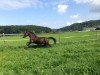 horse Piccolina Flori (German Riding Pony, 2011, from FS Pearcy Pearson)