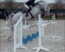 jumper Little Big Man (KWPN (Royal Dutch Sporthorse), 2016)