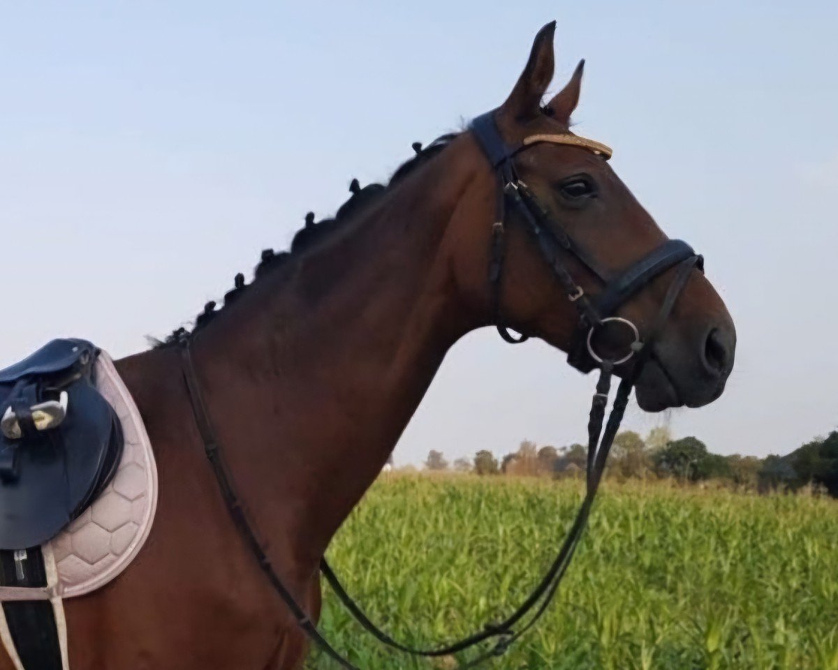 broodmare Ruby (Rhinelander, 2003, from Rocket Star)