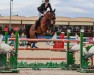jumper Solidat (Hanoverian, 2012, from Semper Fi)