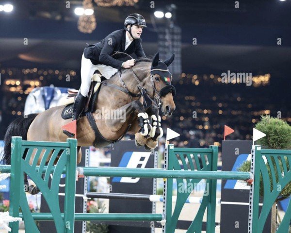 jumper Solidat (Hanoverian, 2012, from Semper Fi)
