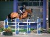 jumper Inspector (KWPN (Royal Dutch Sporthorse), 2013, from Gentleman)