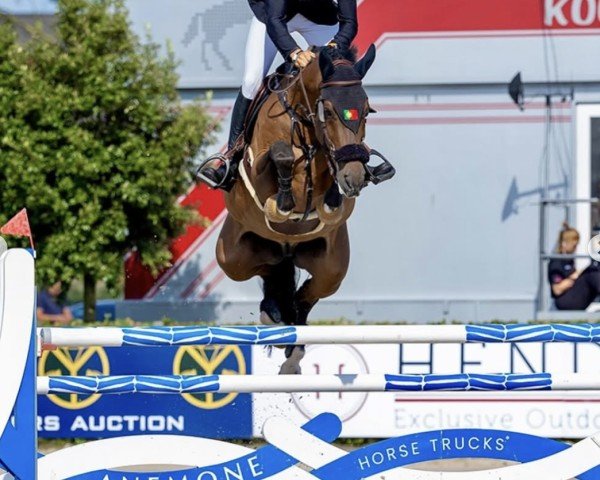 Springpferd Inspector (KWPN (Niederländisches Warmblut), 2013, von Gentleman)