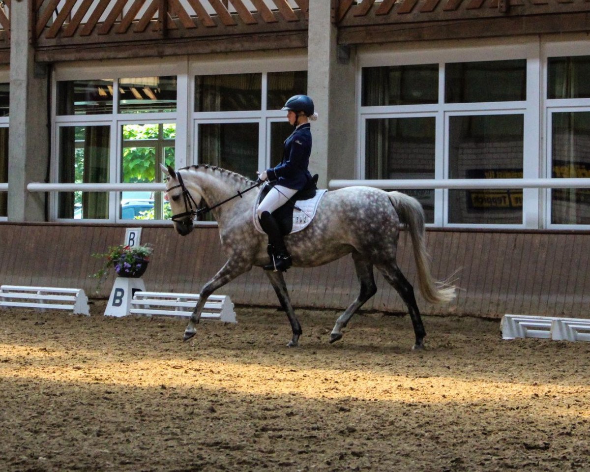 dressage horse Moonlight Mirka (Thoroughbred, 2012, from Czarownik xx)
