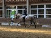 dressage horse Moonlight Mirka (Thoroughbred, 2012, from Czarownik xx)