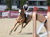 jumper Granus L CH (Swiss Warmblood, 2018, from Granino L)