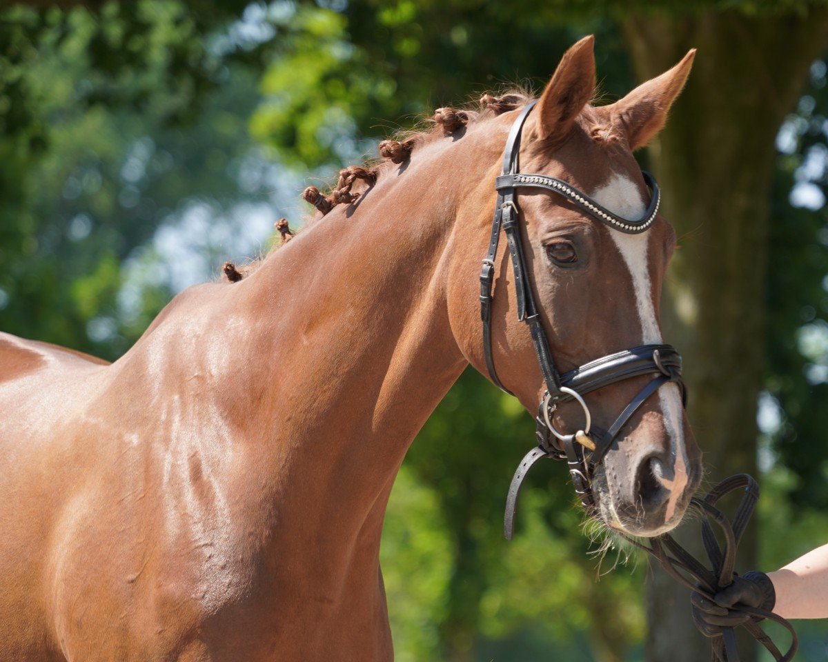 broodmare Bravour (Hanoverian, 2006, from Belissimo NRW)