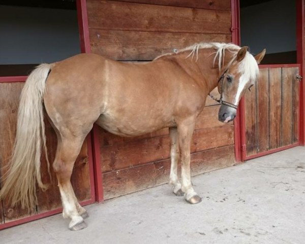 horse Olivia (Edelbluthaflinger, 1994, from Norden (6,25% ox))