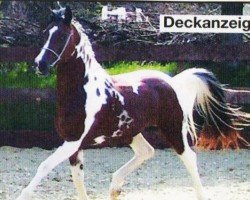 Deckhengst Absolute Dash (Pintabian, 2007, von Ariel's Ace Tac)