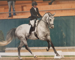 dressage horse Lord Arapi Grande Kwg CH (Swiss Warmblood, 2012, from Lord Sinclair III)