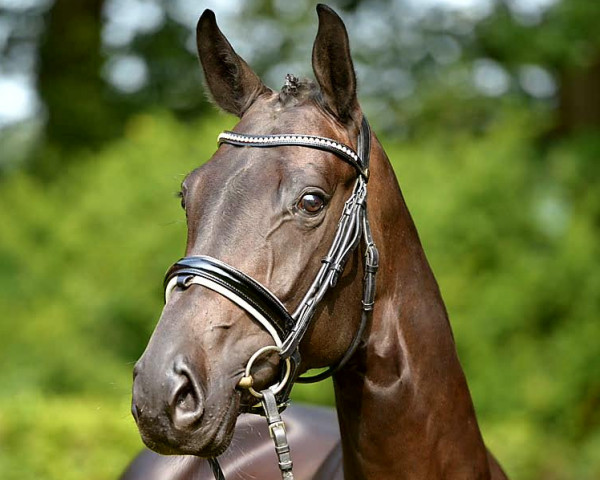 dressage horse San Maradina (Hanoverian, 2009, from San Remo)