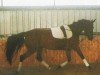 Springpferd Leslie 72 (Oldenburger, 2000, von Lucky Ghost)
