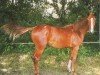 dressage horse Drakaria (Oldenburg, 2002, from Drakdream)