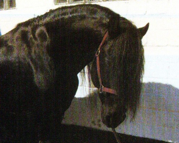horse Johannes (Friese, 1995, from Jillis 301)