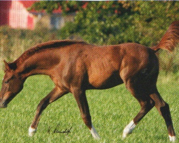 horse Aureliaan (Arabian, 2011, from Bey Shy ox)