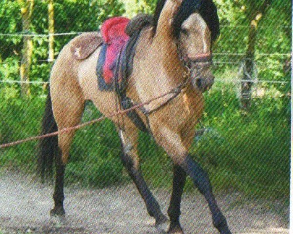 horse Quenubio (Lusitano, 2004, from Danúbio)