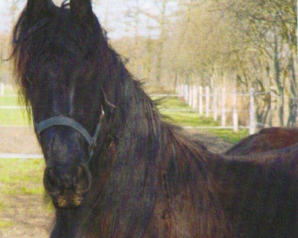 horse Jurre (Freiberger, 2003, from Tsjalke 397)