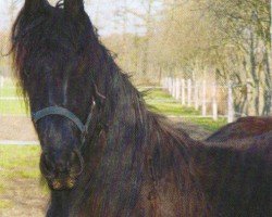 Pferd Jurre (Freiberger, 2003, von Tsjalke 397)