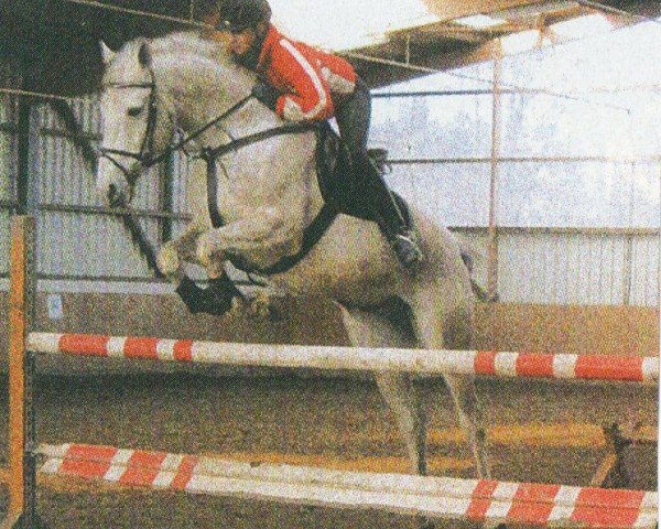 horse Mescalero (Trakehner, 1995, from Bazar)
