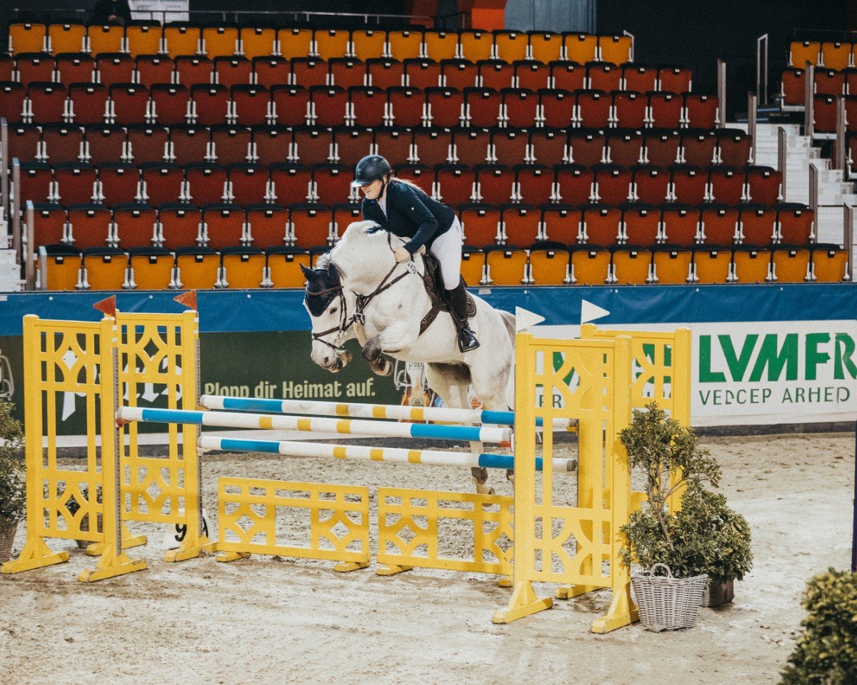 jumper G. Mylord Alcatraz (KWPN (Royal Dutch Sporthorse), 2011, from Mylord Carthago)
