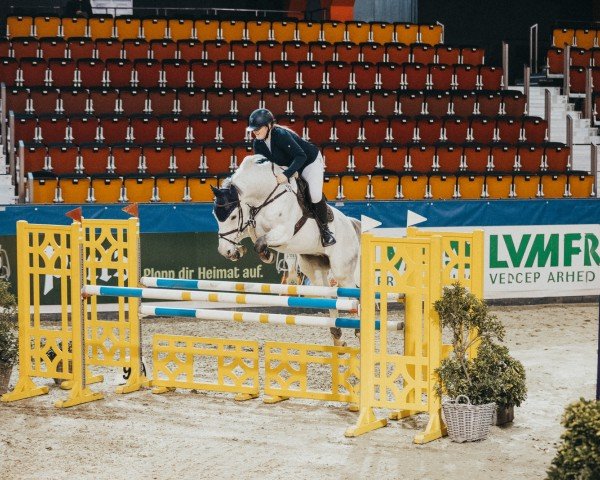 jumper G. Mylord Alcatraz (KWPN (Royal Dutch Sporthorse), 2011, from Mylord Carthago)