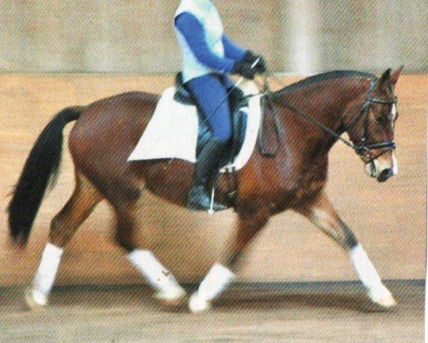 Springpferd Emiro (Freiberger, 2009, von Euridice CH (+))