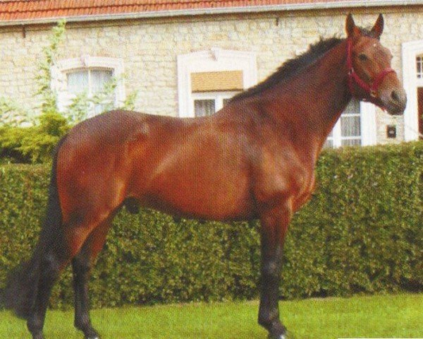 Pferd Lucky Star 54 (Oldenburger, 1996, von Laurion)