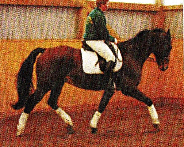 dressage horse Noblesse Oblige 11 (Oldenburg, 1994, from Noble Champion)
