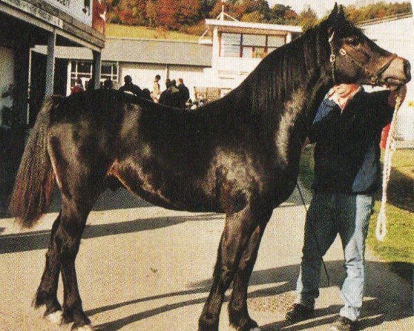 Pferd Owen (Welsh-Cob (Sek. D), 2002, von Gwenllan Sam)
