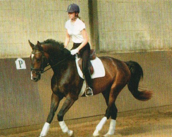 jumper In Flancio (Hanoverian, 2007, from First Pleasure)
