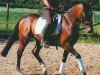 dressage horse Nemo (German Riding Pony, 2005, from New Classico)