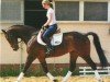 jumper Figaro 264 (Hanoverian, 2006, from First Pleasure)