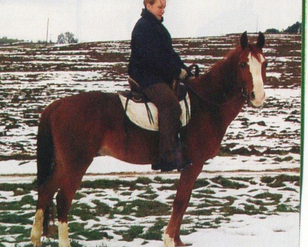 horse Pedro (Anglo-Arabs, 1994, from Palermo x)