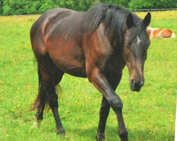 horse Easy-Danzer (Pinto / Hunter, 2010, from Eldorado)