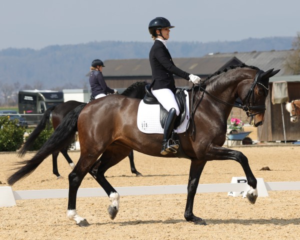 dressage horse Jeversche Prinzessin R (Oldenburg, 2016, from Bon Coeur)