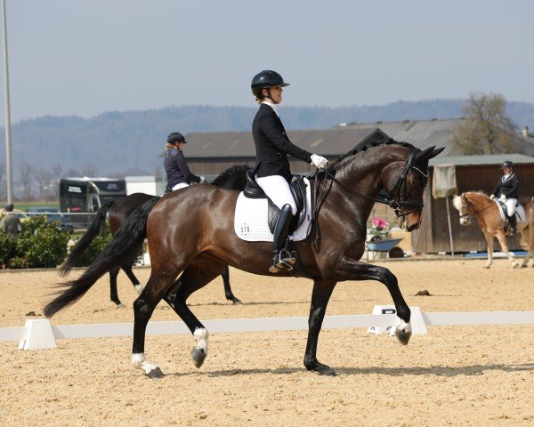 dressage horse Jeversche Prinzessin R (Oldenburg, 2016, from Bon Coeur)